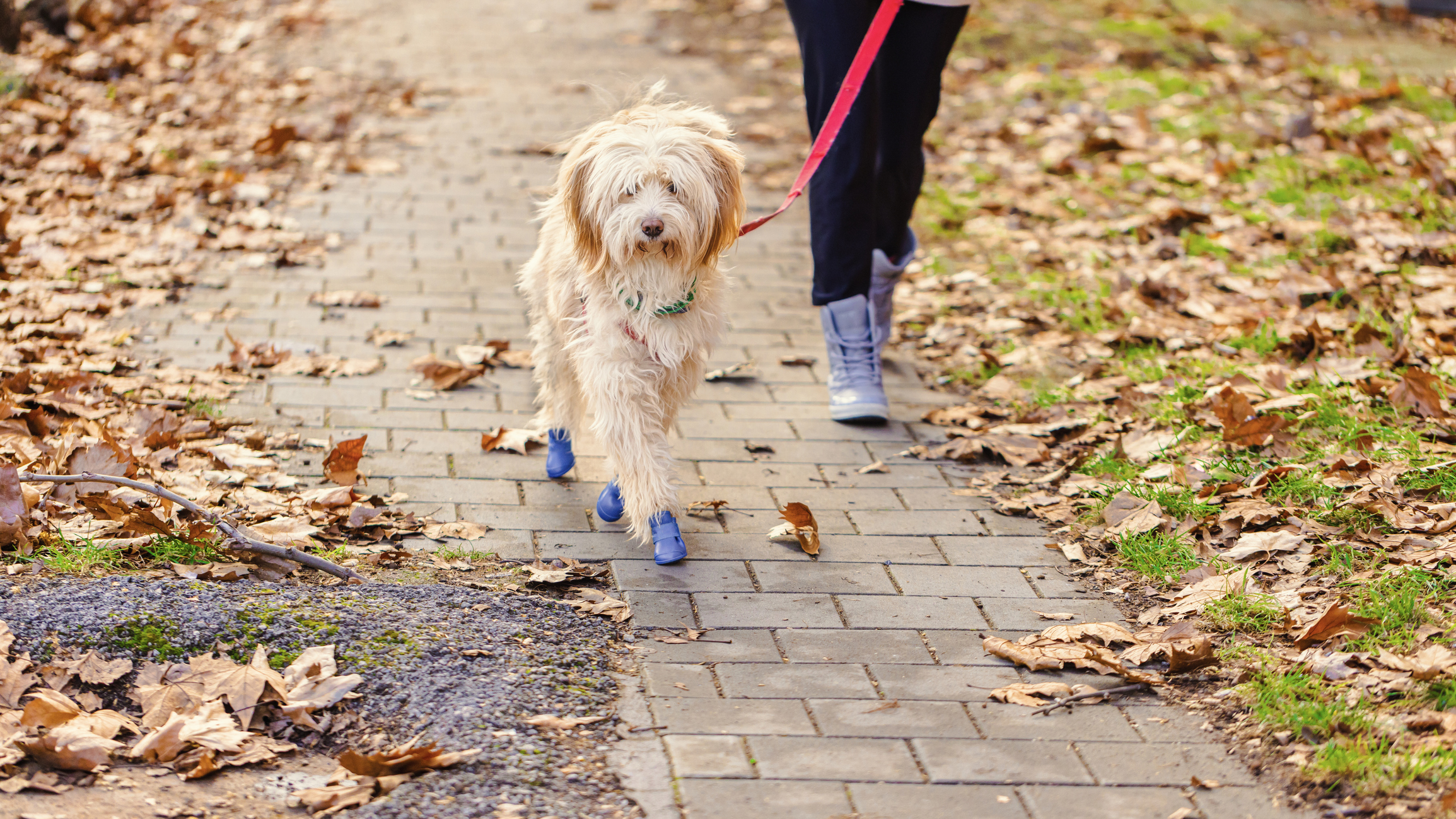 Paseo de perro en otoño